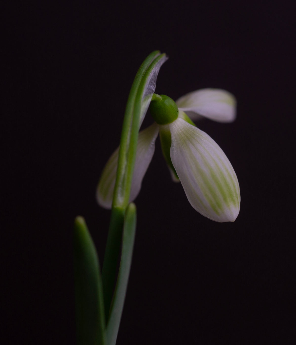Galanthus elwesii 'Claud Biddulph' snowdrop – photo 6