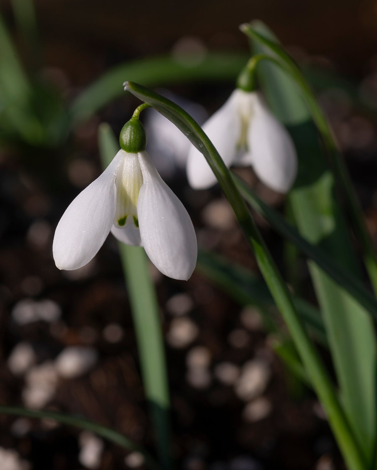 Galanthus 'Cliff Curtis' snowdrop – photo 4