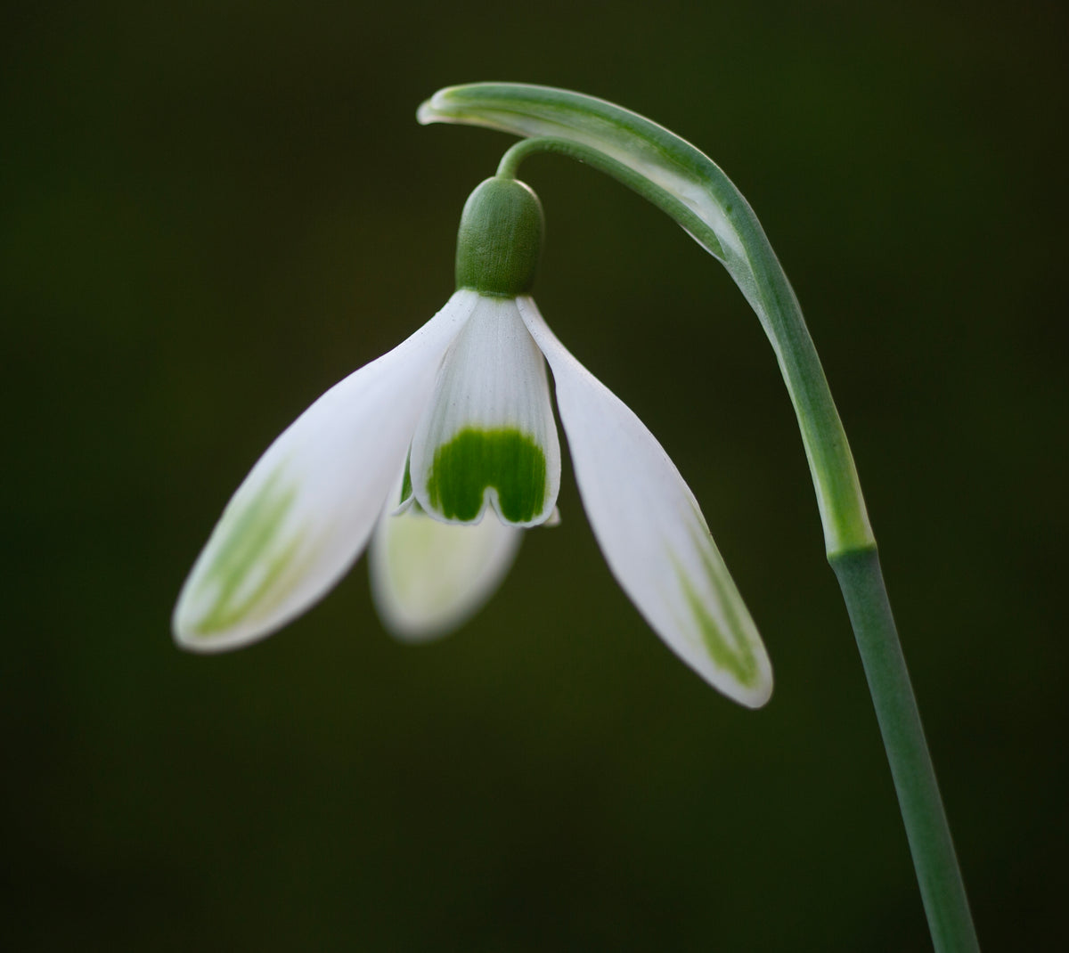 Galanthus nivalis 'Cornwood' snowdrop – photo 3