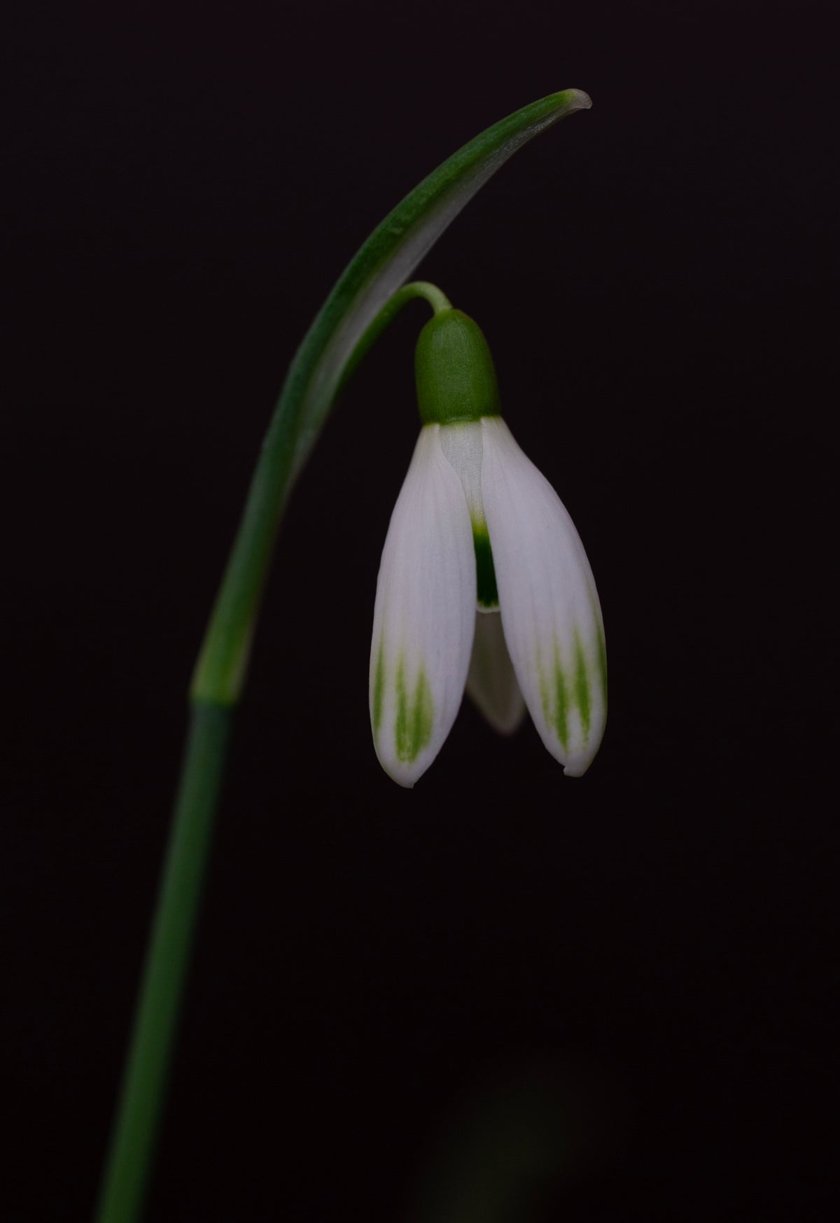 Galanthus nivalis 'Cornwood' snowdrop – photo 6