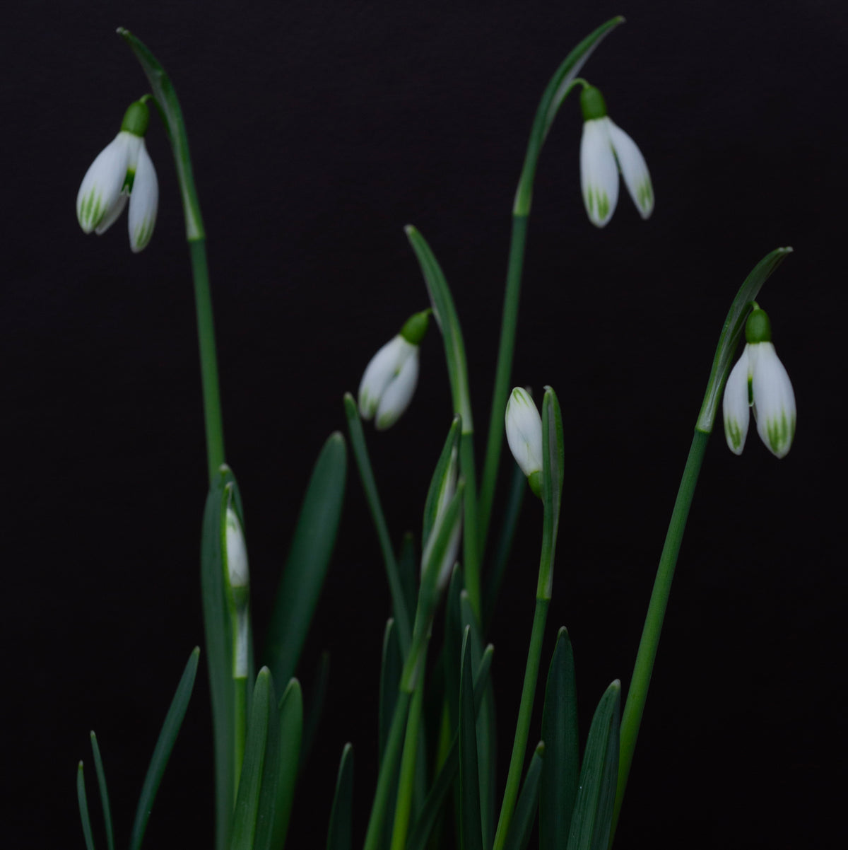Galanthus nivalis 'Cornwood' snowdrop – photo 8