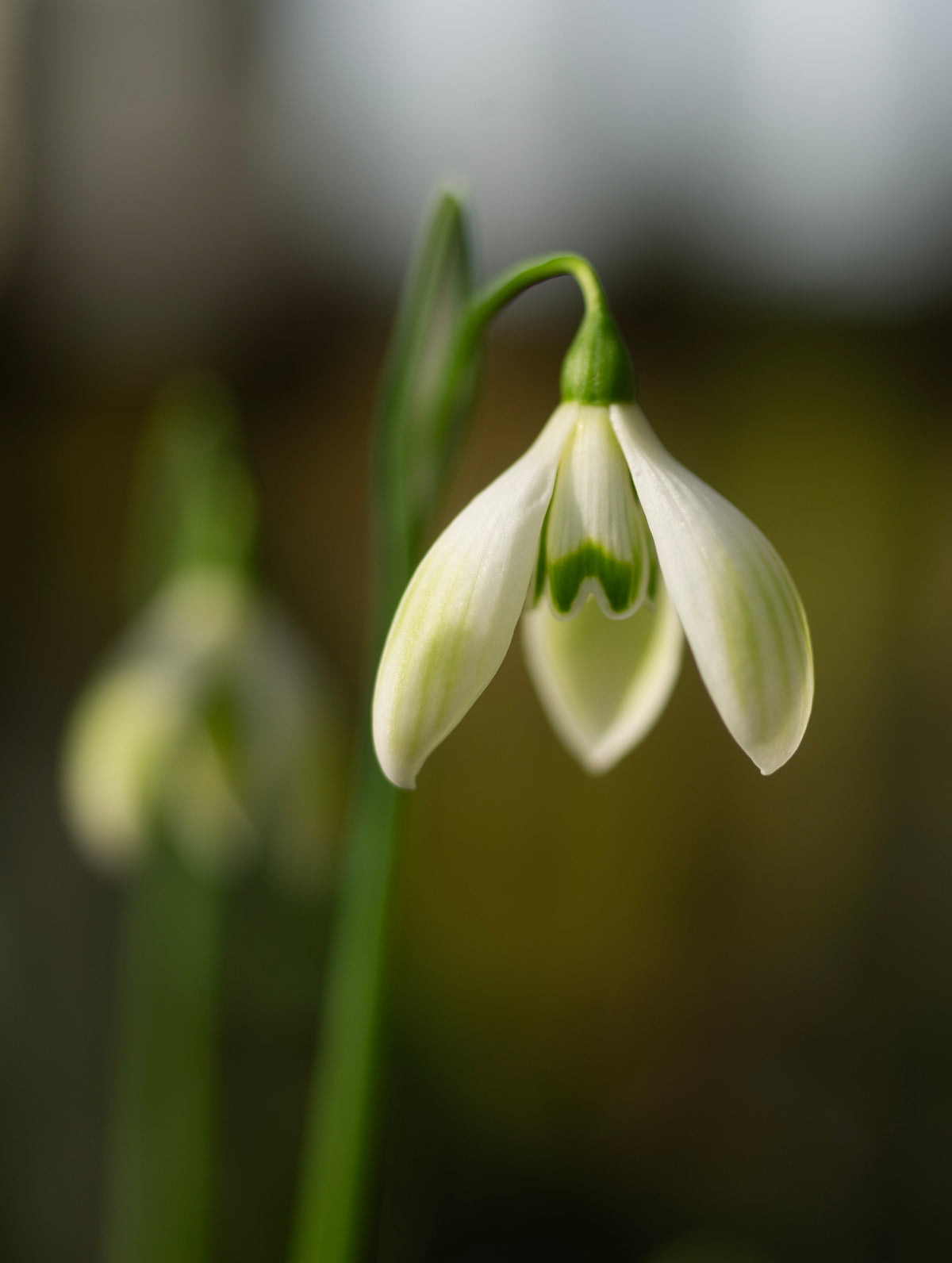 Galanthus 'Cowhouse Green' snowdrop – photo 4