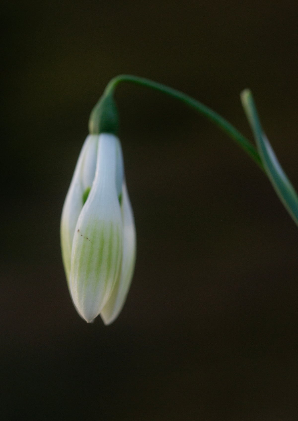 Galanthus 'Cowhouse Green' snowdrop – photo 7