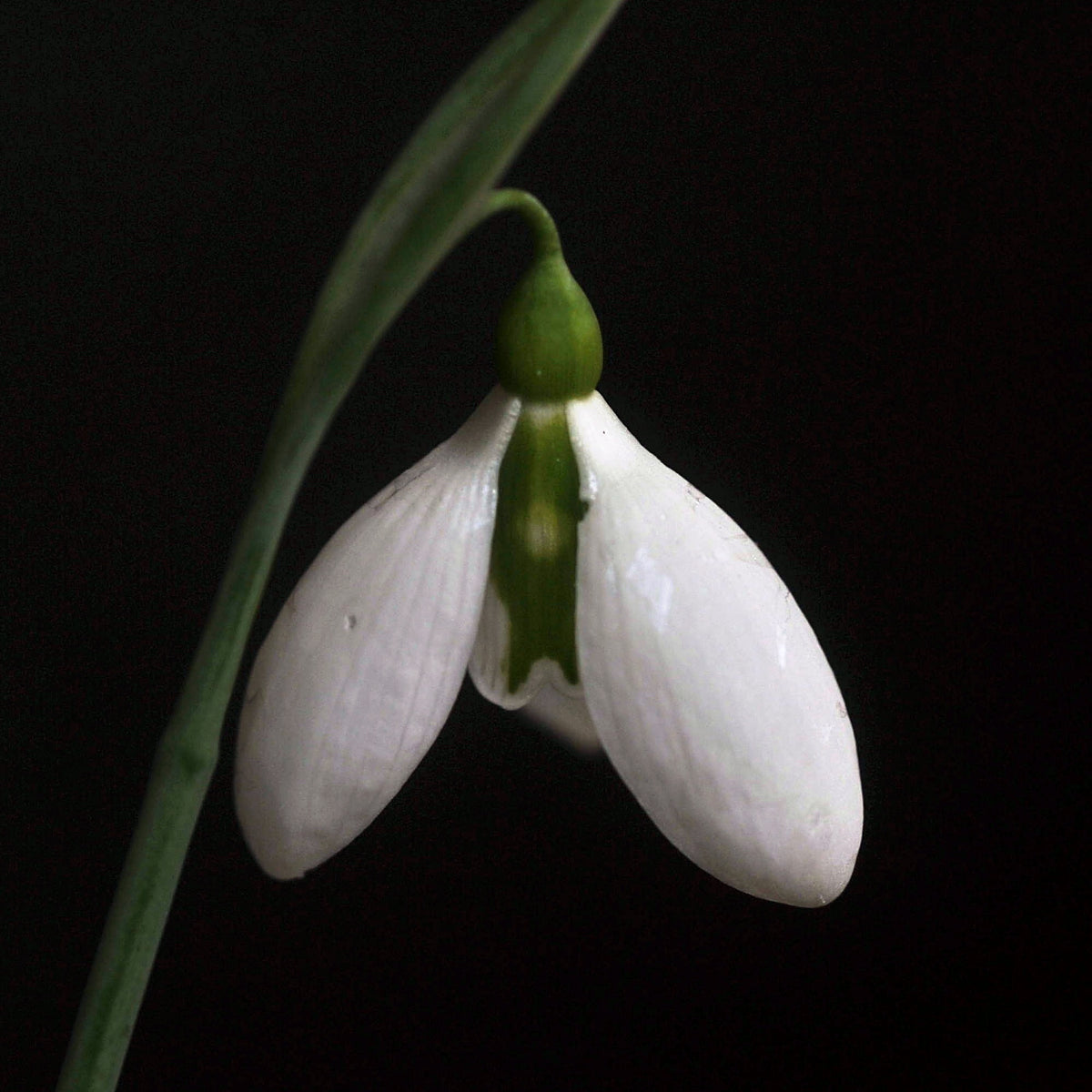 Galanthus nivalis 'Cyclops' snowdrop – photo 2