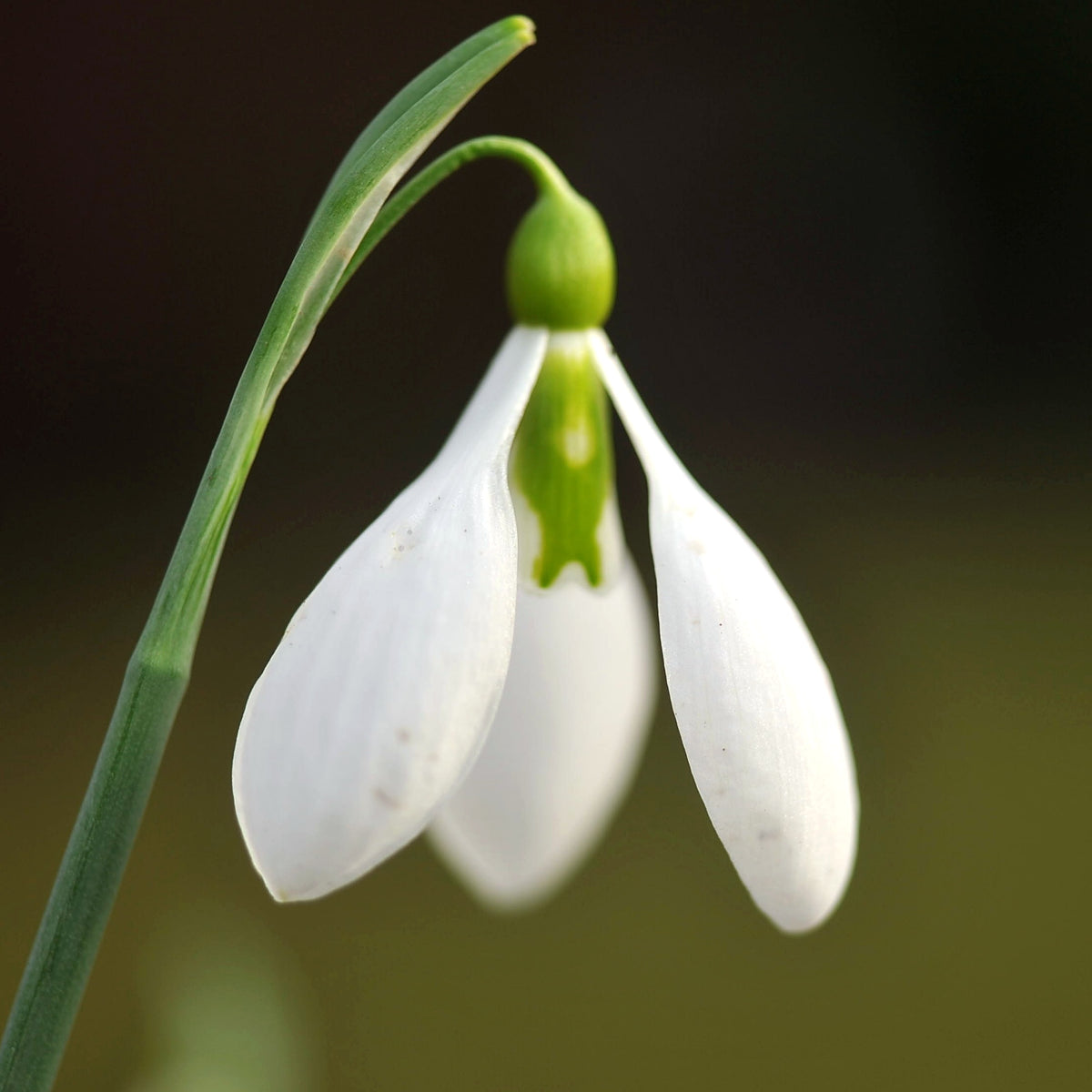Galanthus 'Cyclops' snowdrop flower