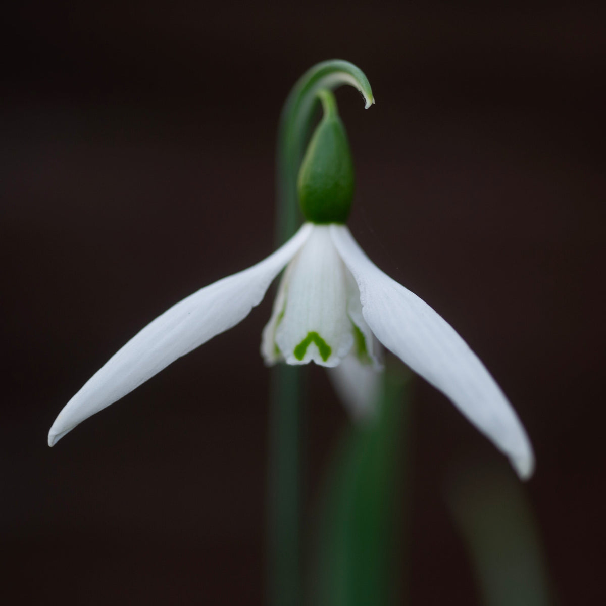 Galanthus 'Daphne's Maximus' snowdrop flower