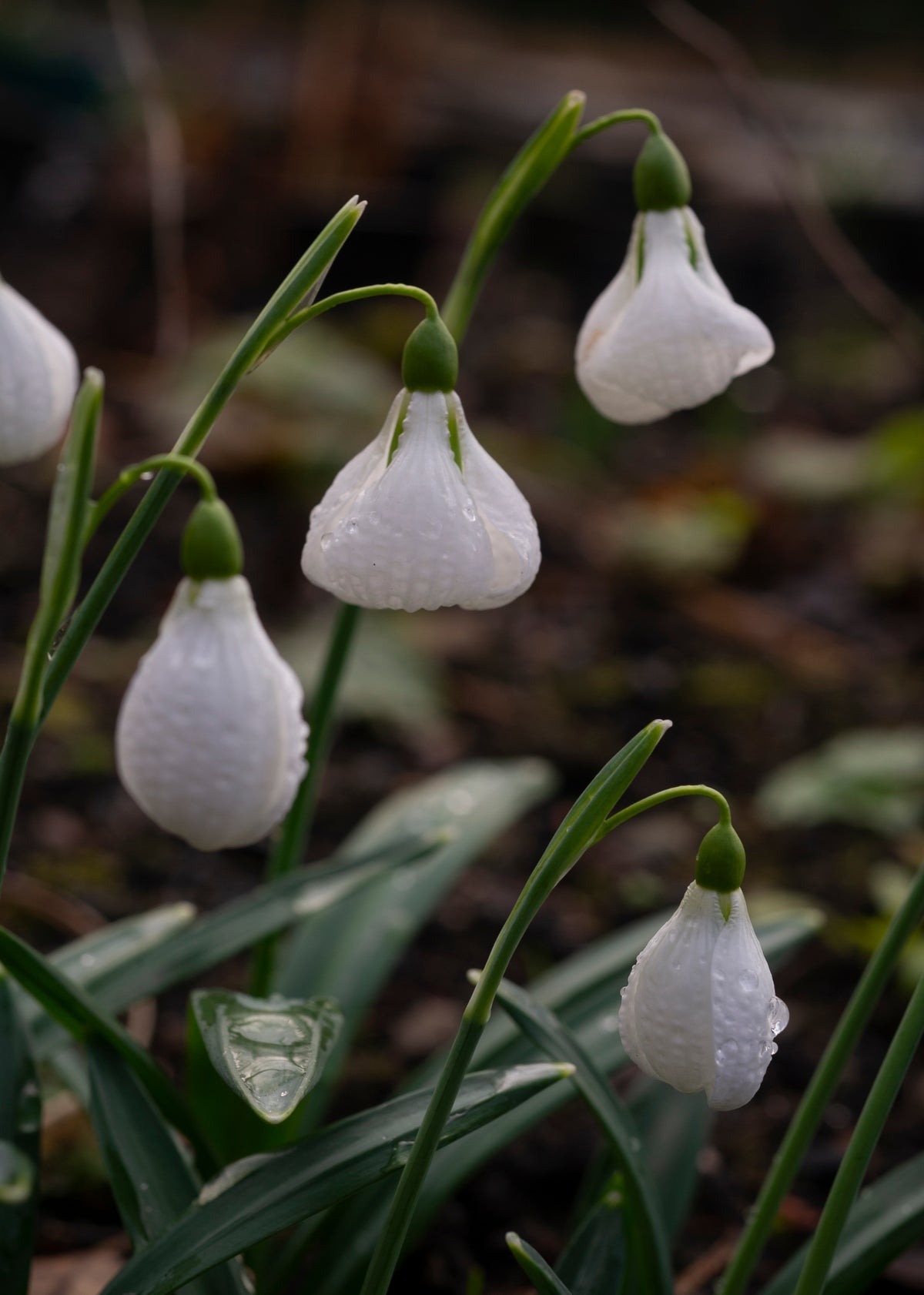 Galanthus plicatus 'Diggory' snowdrop – photo 6