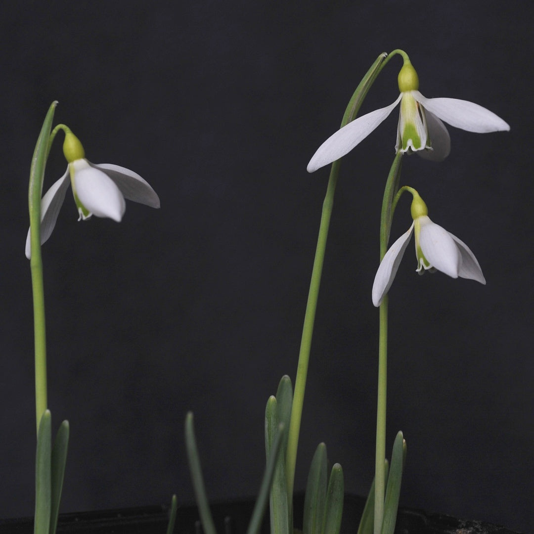 Galanthus 'Ding Dong' snowdrops in flower