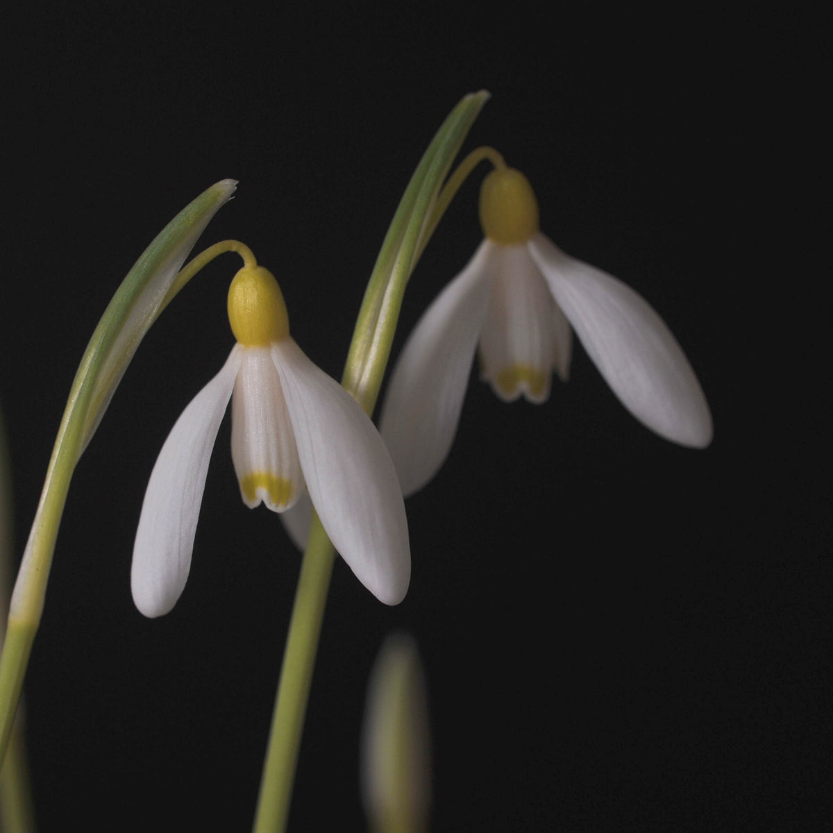 Galanthus nivalis 'Doddington' snowdrop – photo 4