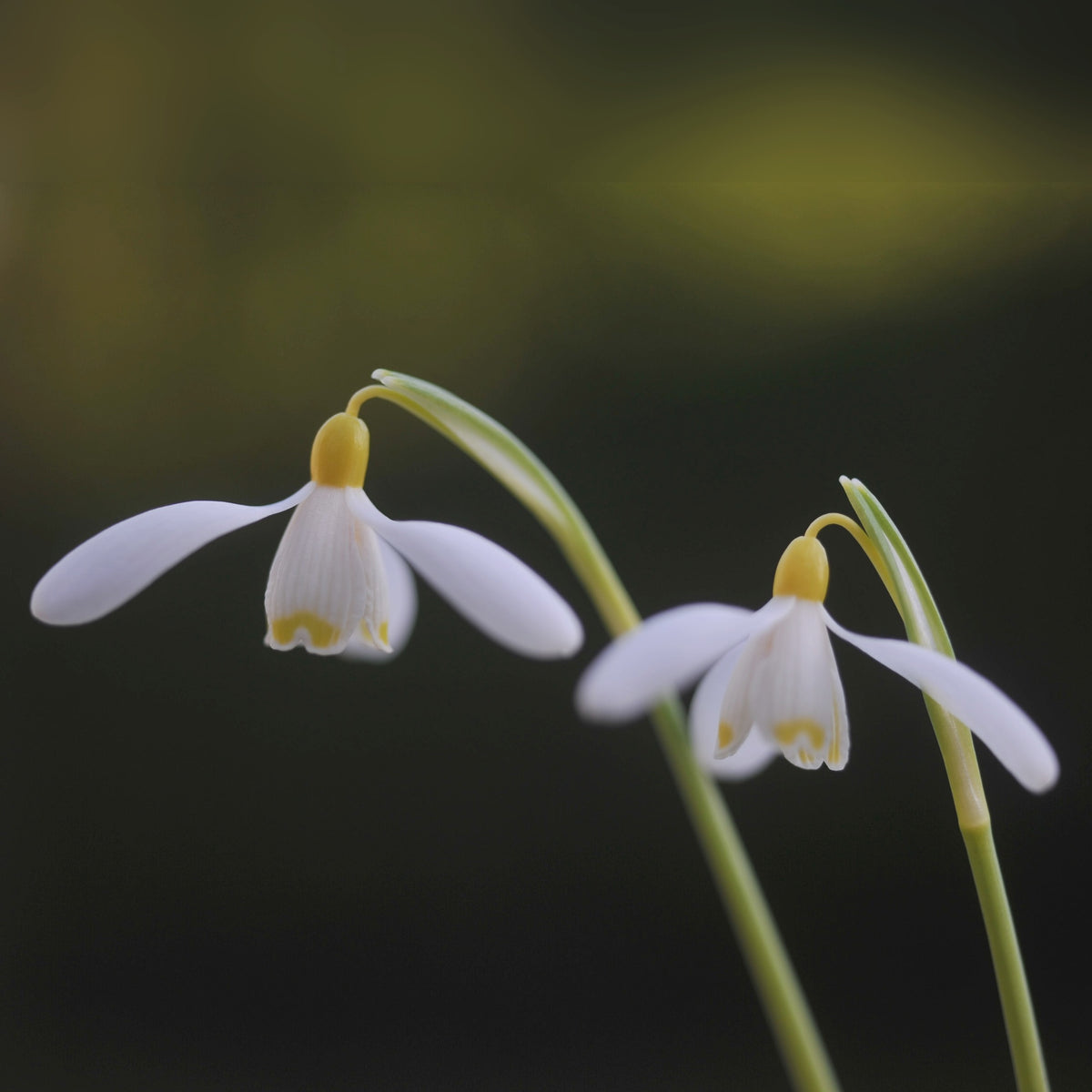 Galanthus nivalis 'Doddington' snowdrop – photo 2