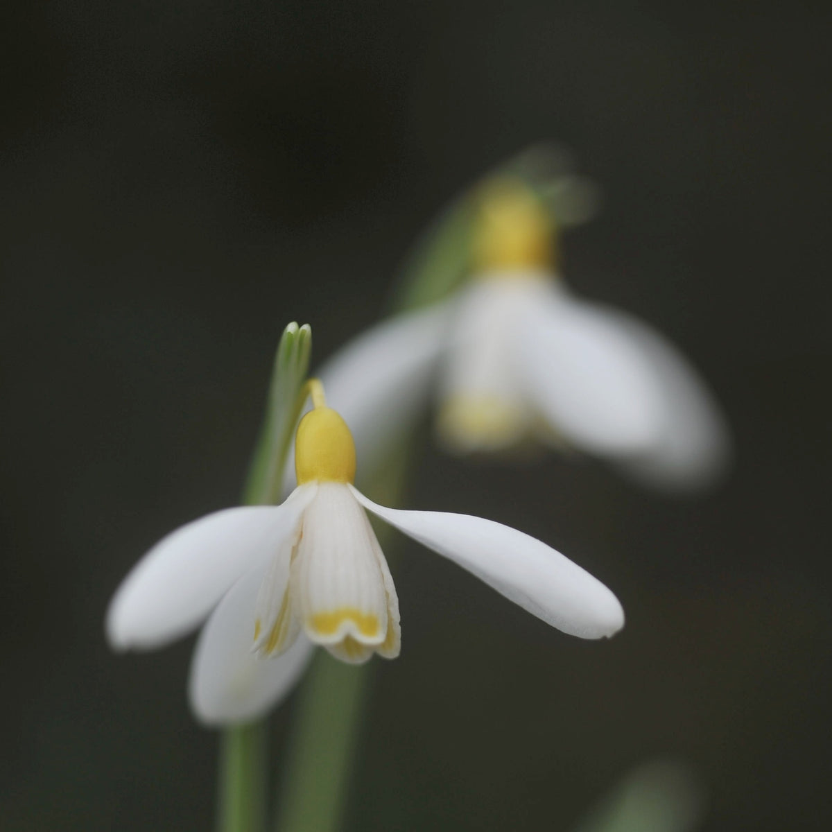 Galanthus nivalis 'Doddington' snowdrop – photo 3