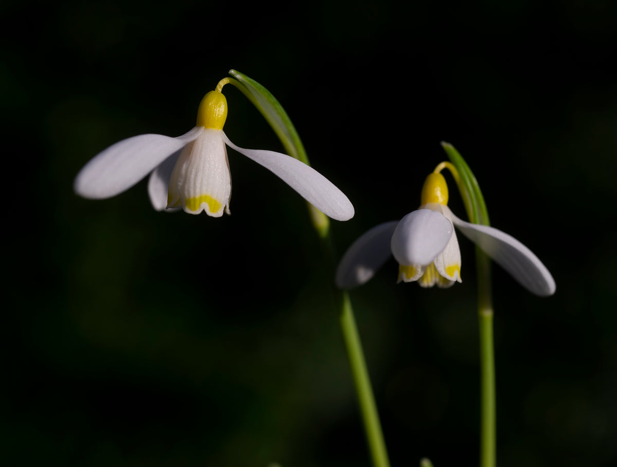 Galanthus nivalis 'Doddington' snowdrop – photo 7