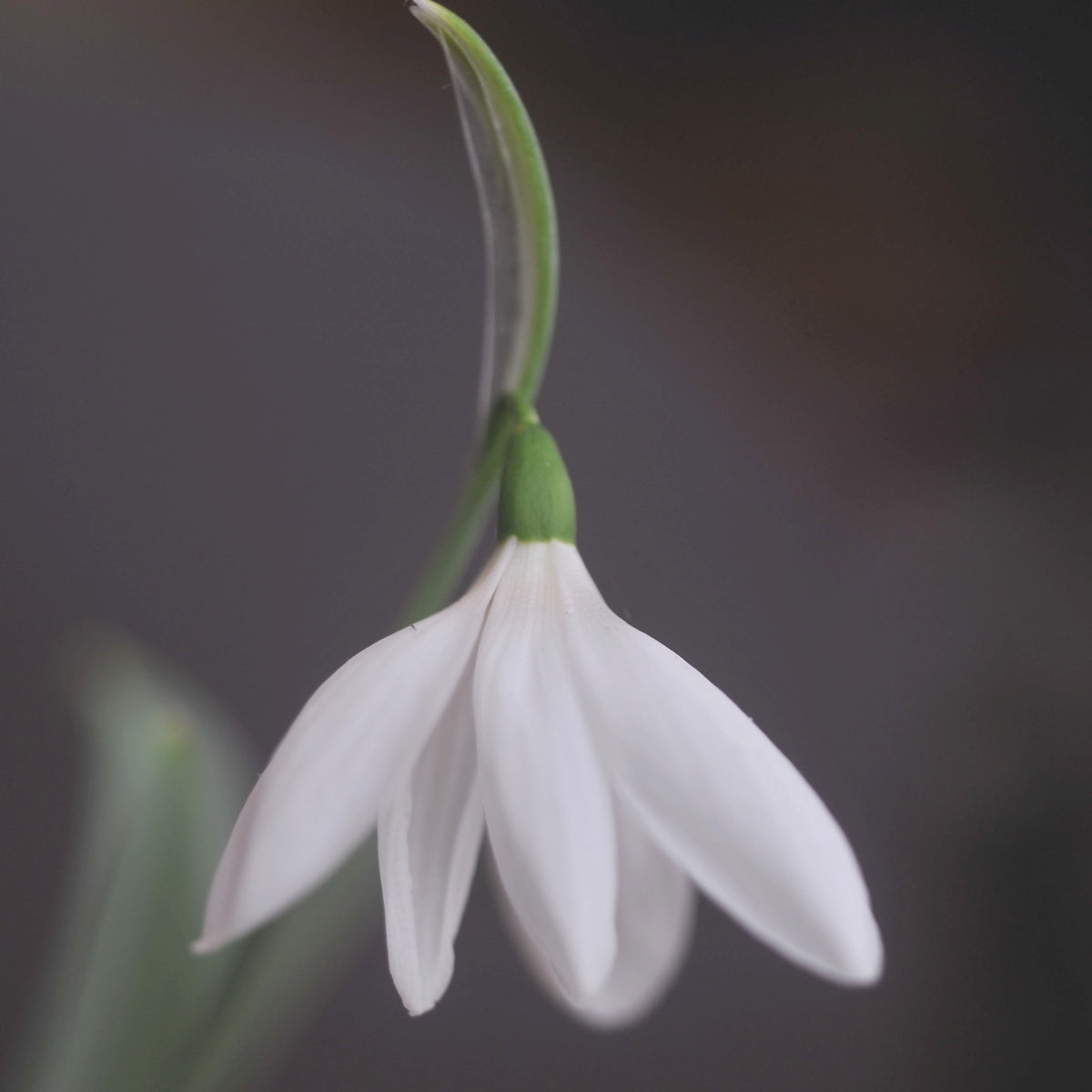 Galanthus elwesii 'Don Armstrong' poculiform snowdrop flower