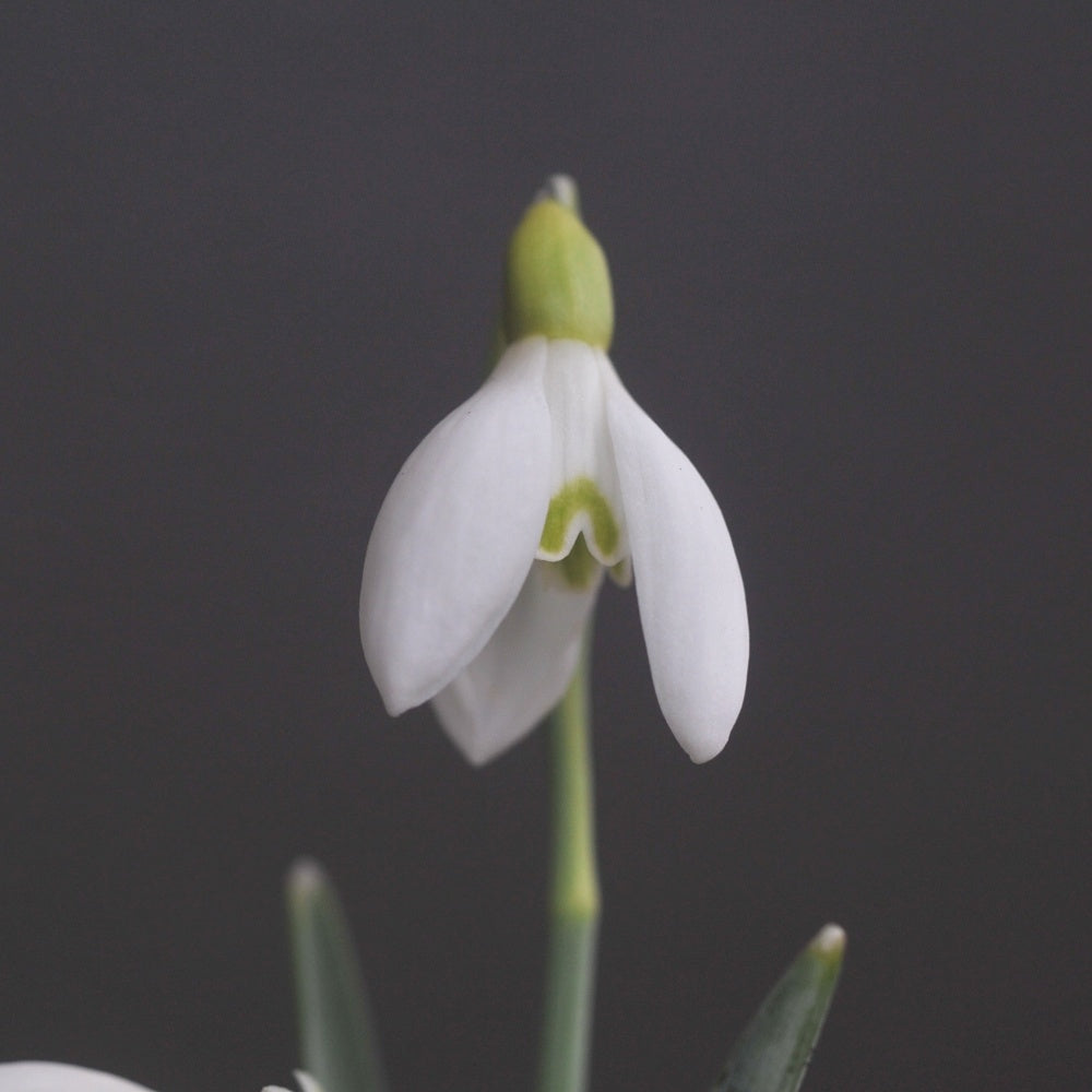 Galanthus 'Donaugold' snowdrop – photo 3