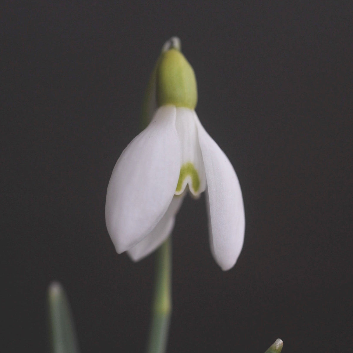 Galanthus nivalis 'Donaugold' snowdrop – photo 2