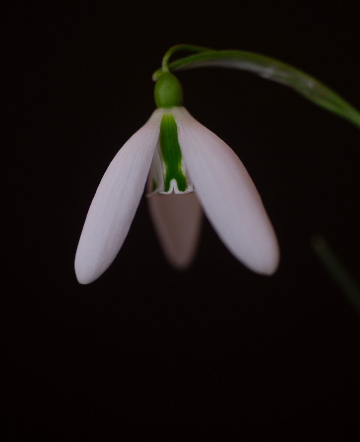 Galanthus 'Dragonfly' snowdrop – photo 4