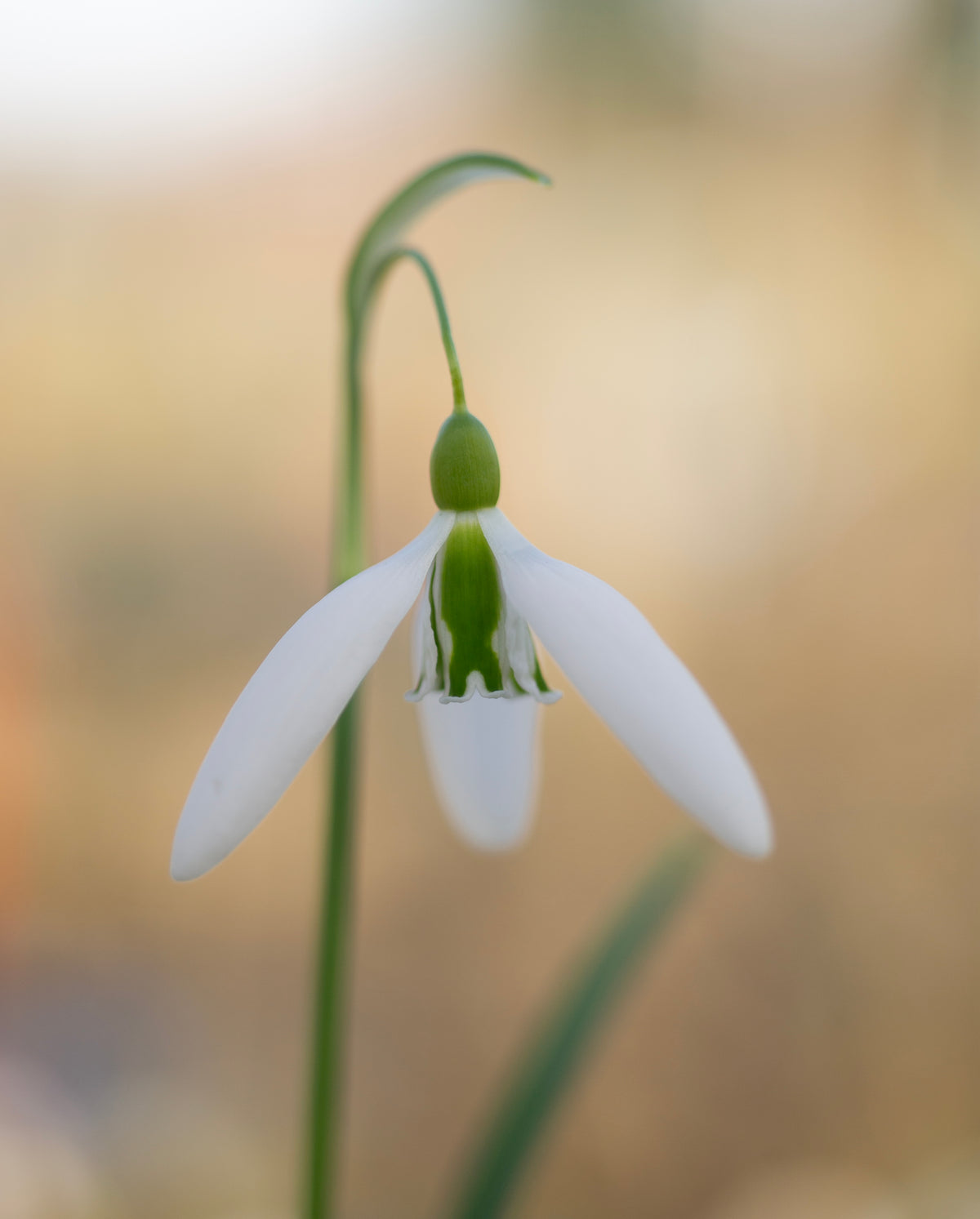 Galanthus 'Dragonfly' snowdrop – photo 5