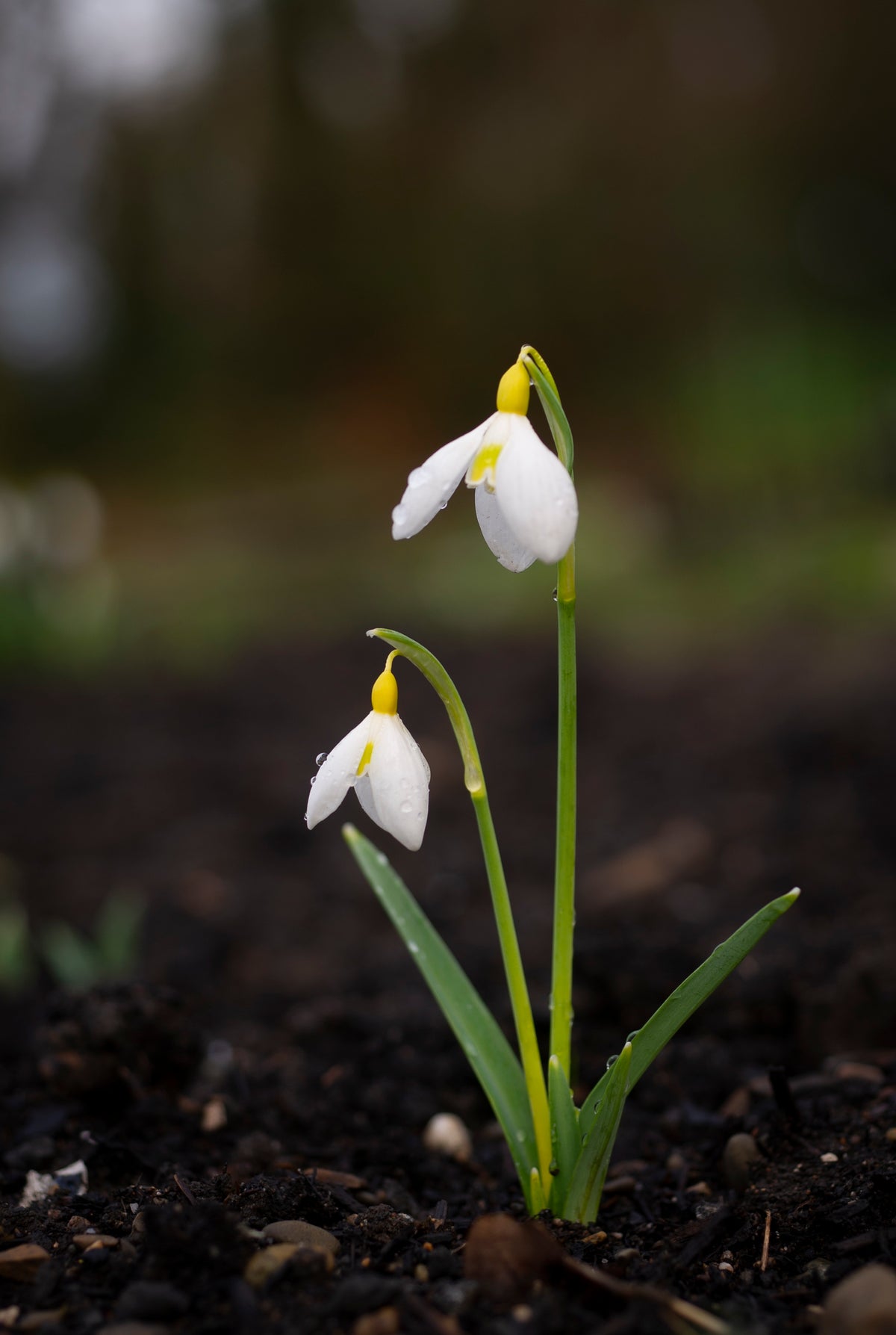 Galanthus x valentinei 'Dryad Gold Standard' snowdrop – photo 8