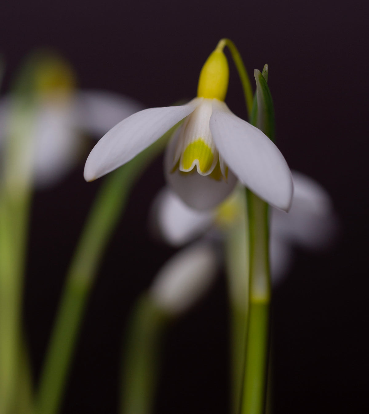 Galanthus x valentinei 'Dryad Gold Medal' snowdrop – photo 8