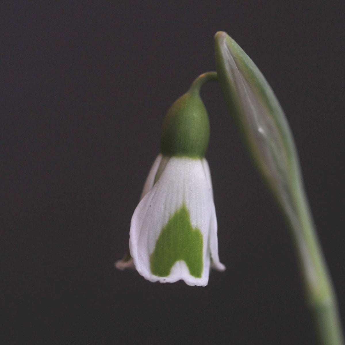 Galanthus plicatus 'Dryad Leto' snowdrop – photo 4