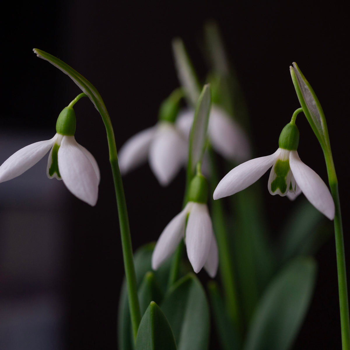 Galanthus 'Dymock' snowdrop flower