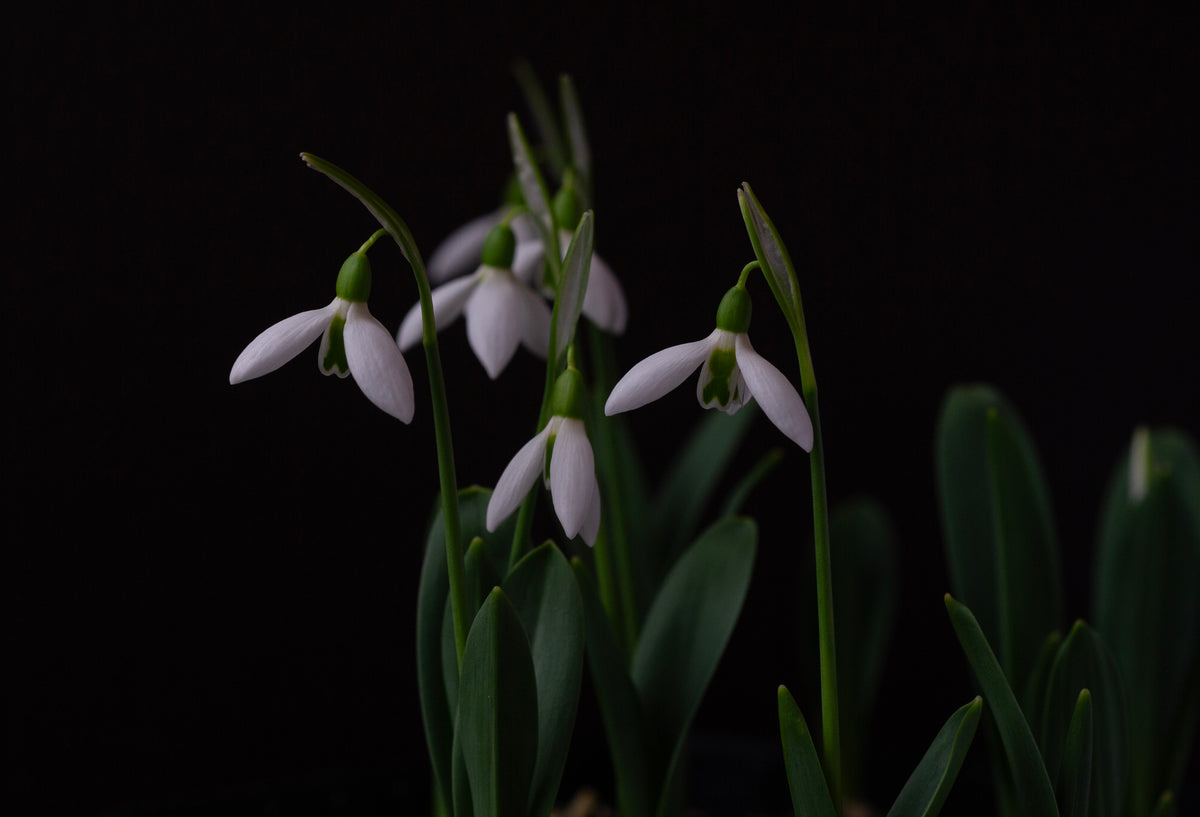 Galanthus 'Dymock' snowdrop – photo 3