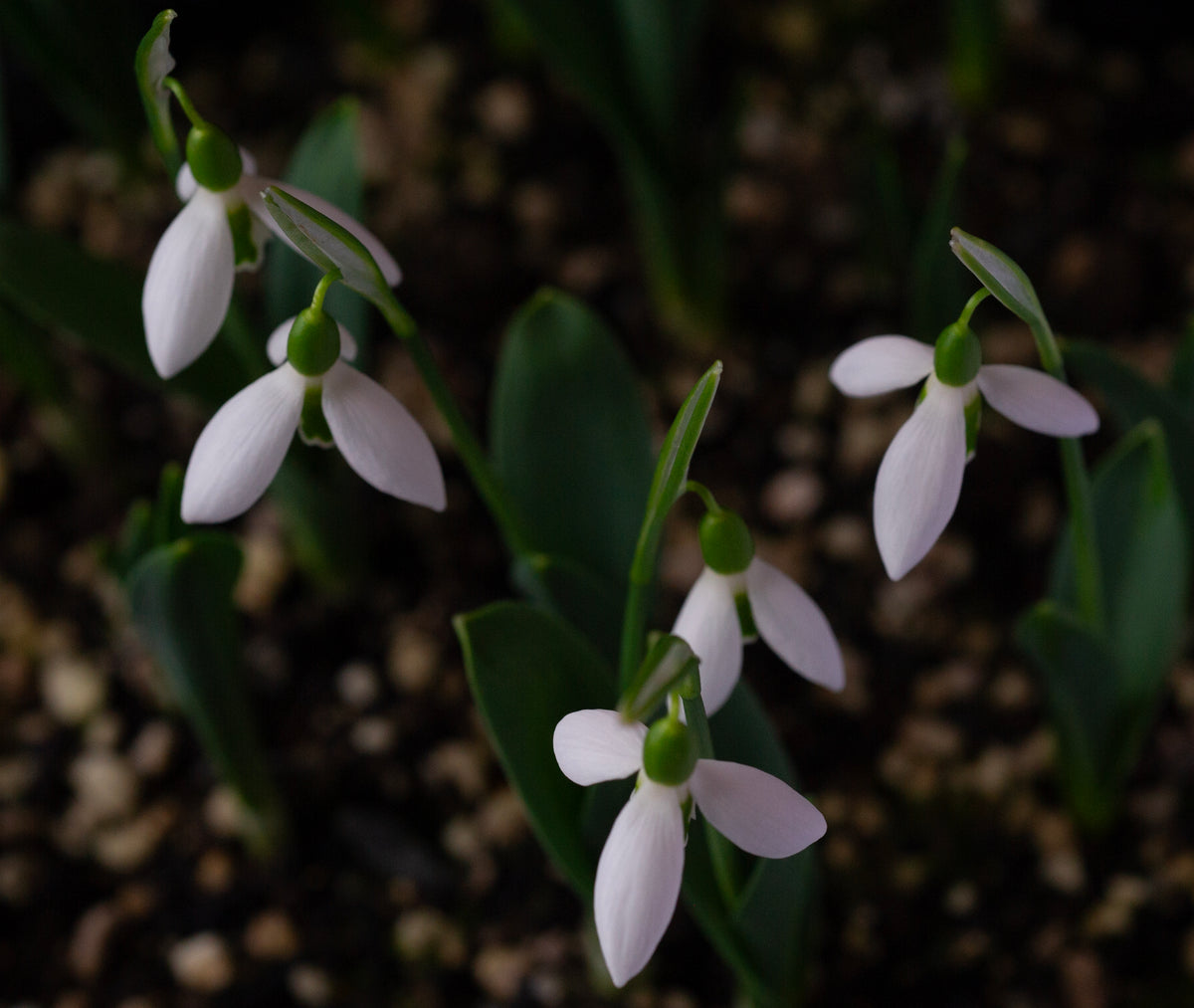 Galanthus 'Dymock' snowdrop – photo 5