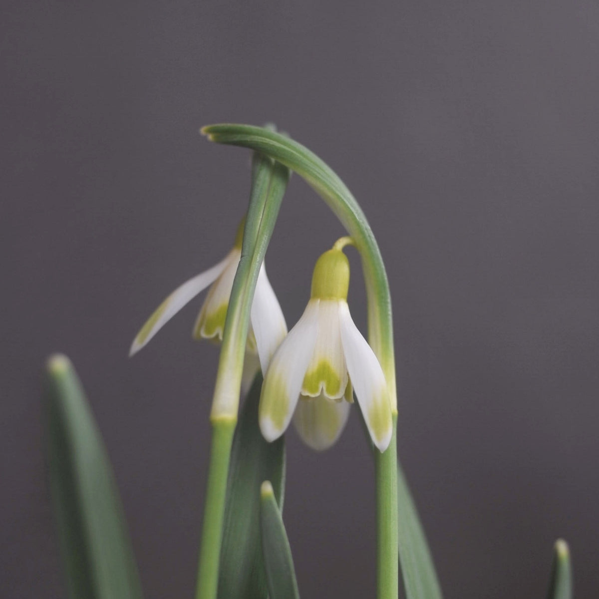 Galanthus nivalis 'Écusson d'Or' snowdrop – photo 4