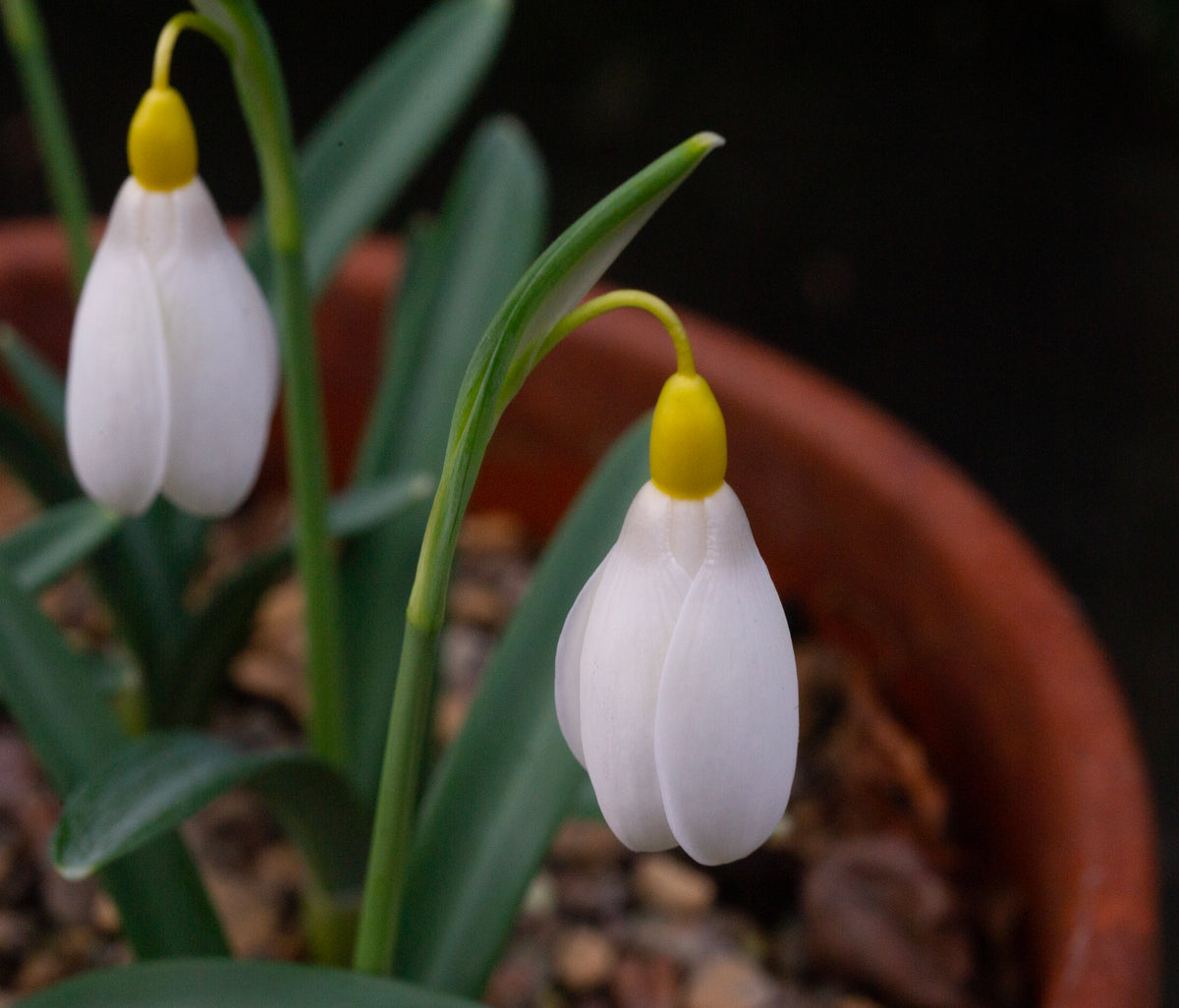 Galanthus x valentinei 'Elena Lucy' snowdrop – photo 5