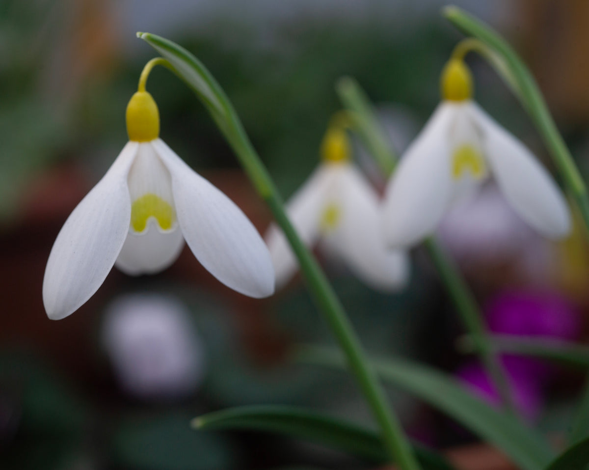 Galanthus x valentinei 'Elena Lucy' snowdrop – photo 7