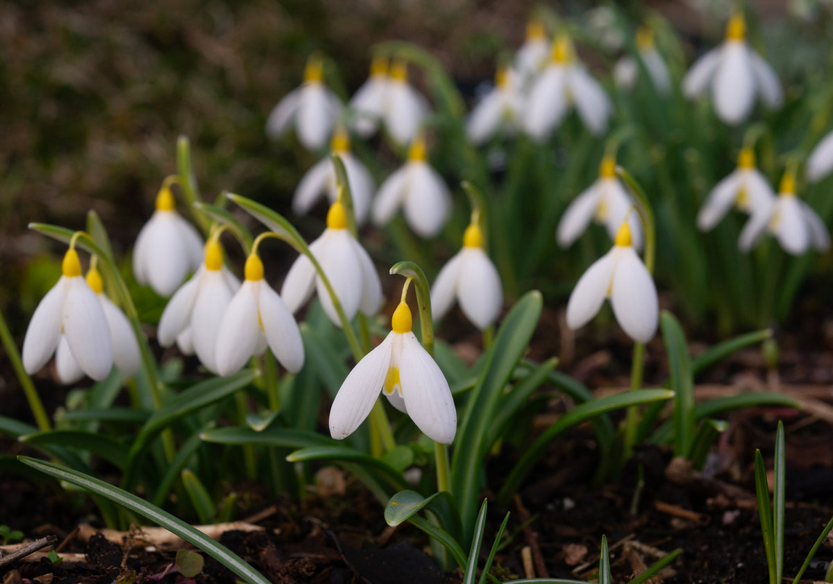 Galanthus x valentinei 'Elena Lucy' snowdrop – photo 9