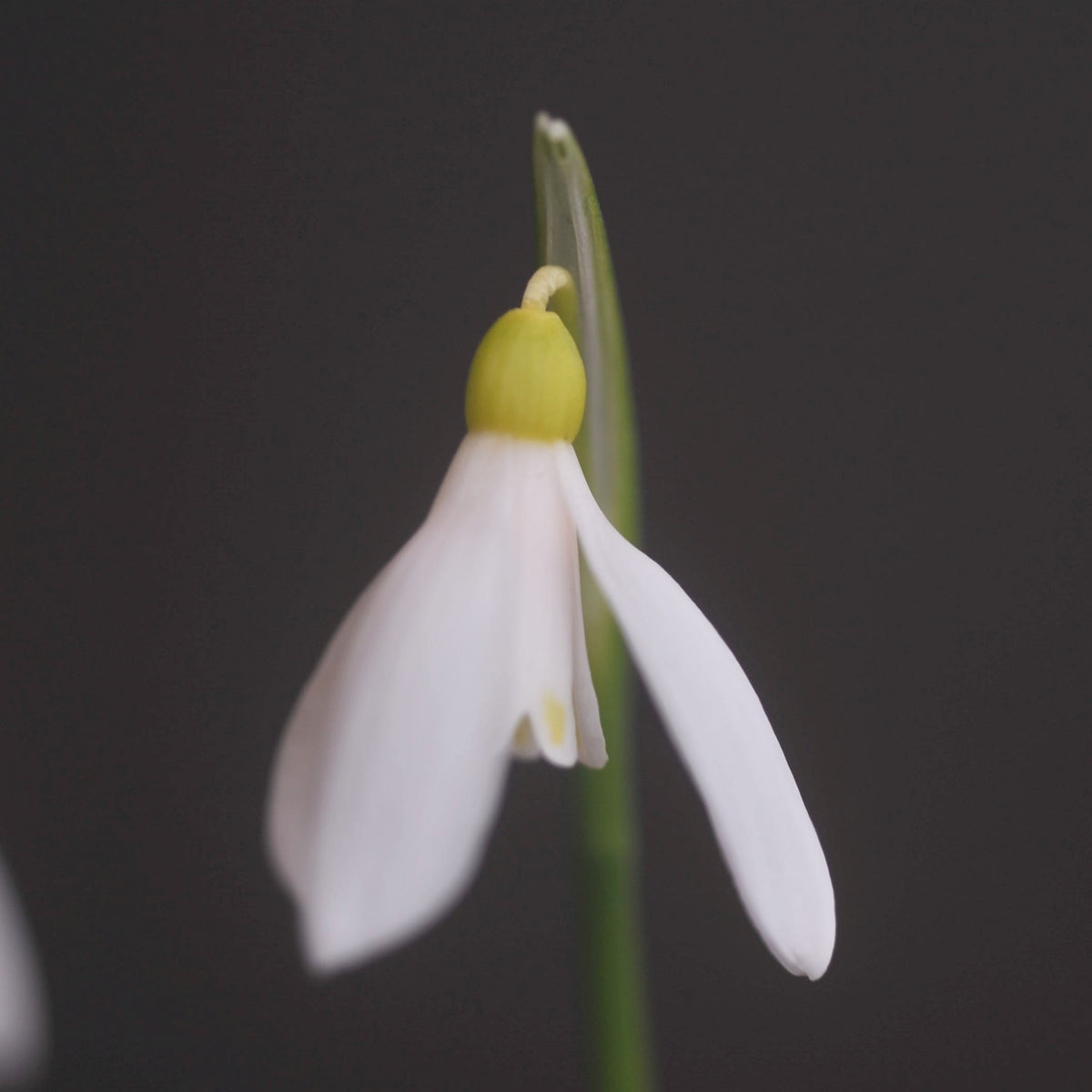Galanthus woronowii 'Elizabeth Harrison' snowdrop – photo 4