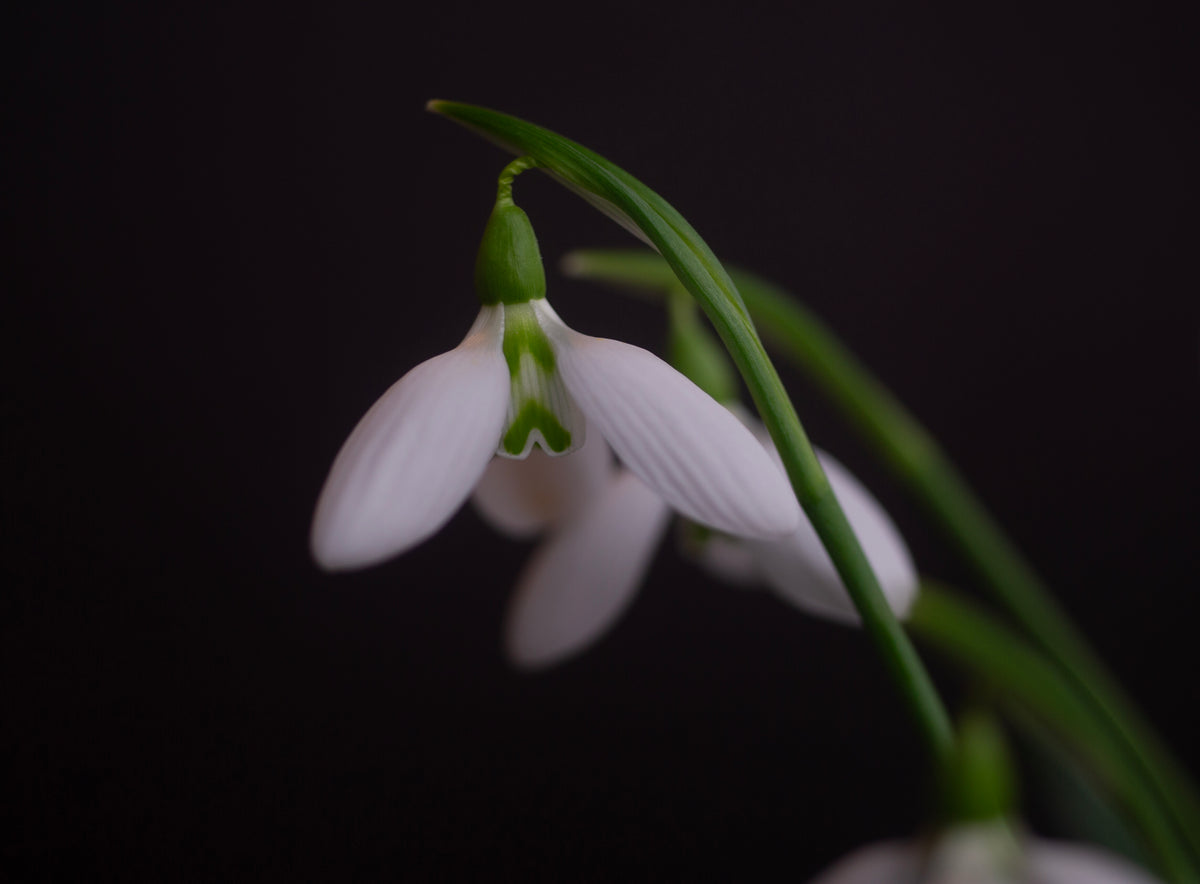 Galanthus 'Faith Stewart-Liberty' snowdrop – photo 3