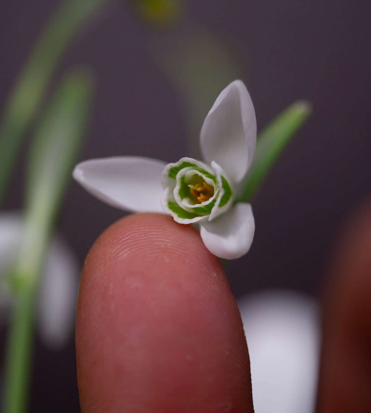 Galanthus 'Faringdon Double' snowdrop – photo 7