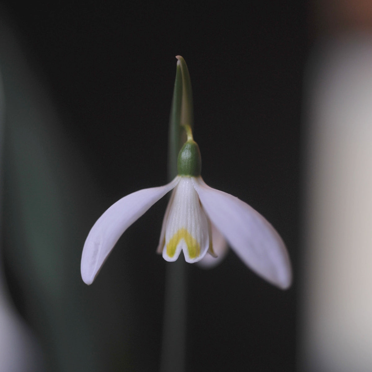 Galanthus 'Felicity' snowdrop with yellow inner markings