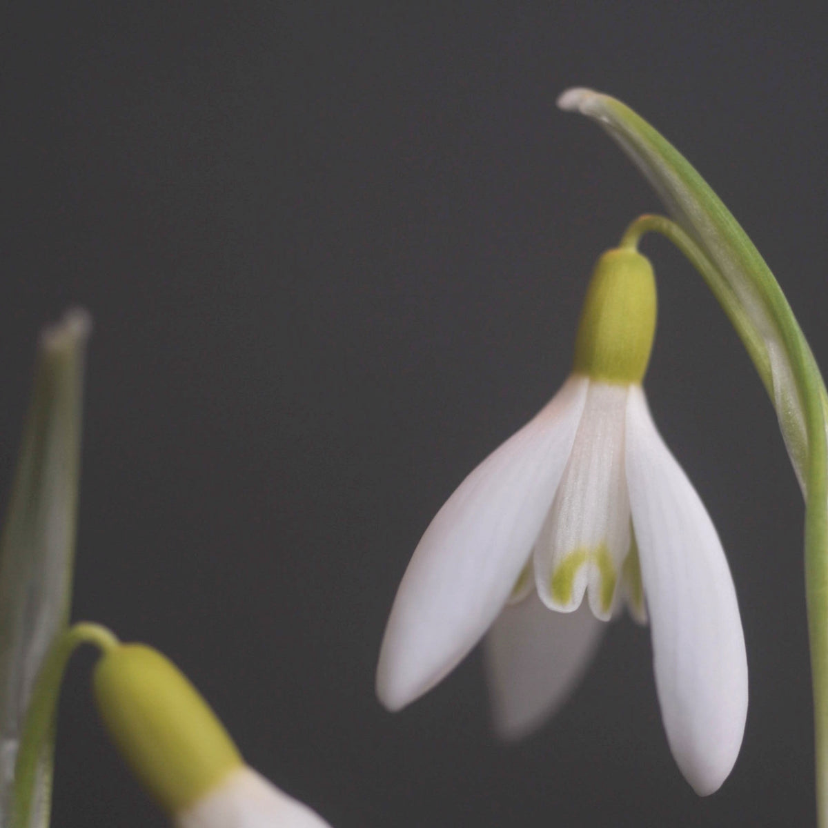Galanthus nivalis 'Feodora' pale yellow snowdrop