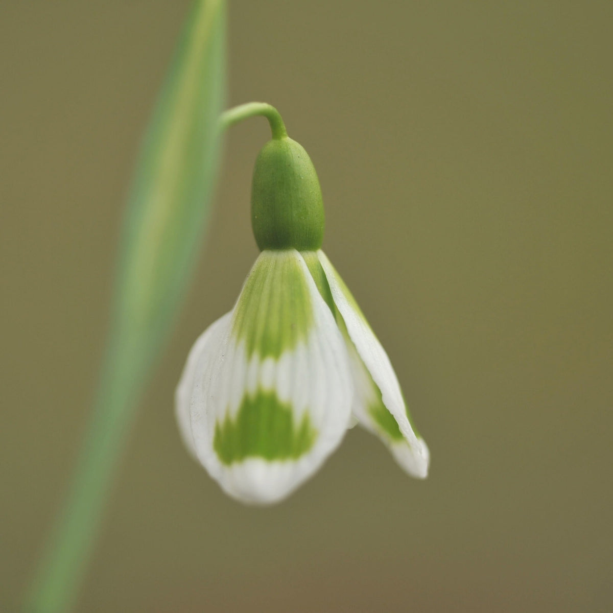 Galanthus 'Fieldgate Fantasia' snowdrop with green heart-shaped outer markings