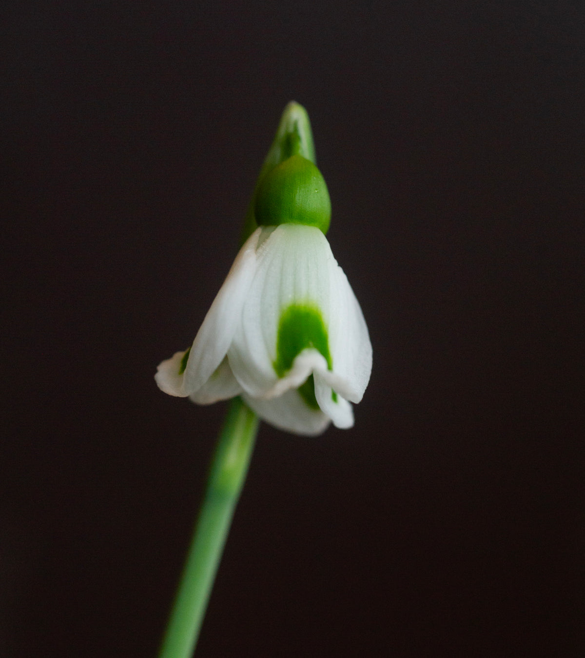 Galanthus x valentinei 'Fieldgate Imp' snowdrop – photo 5