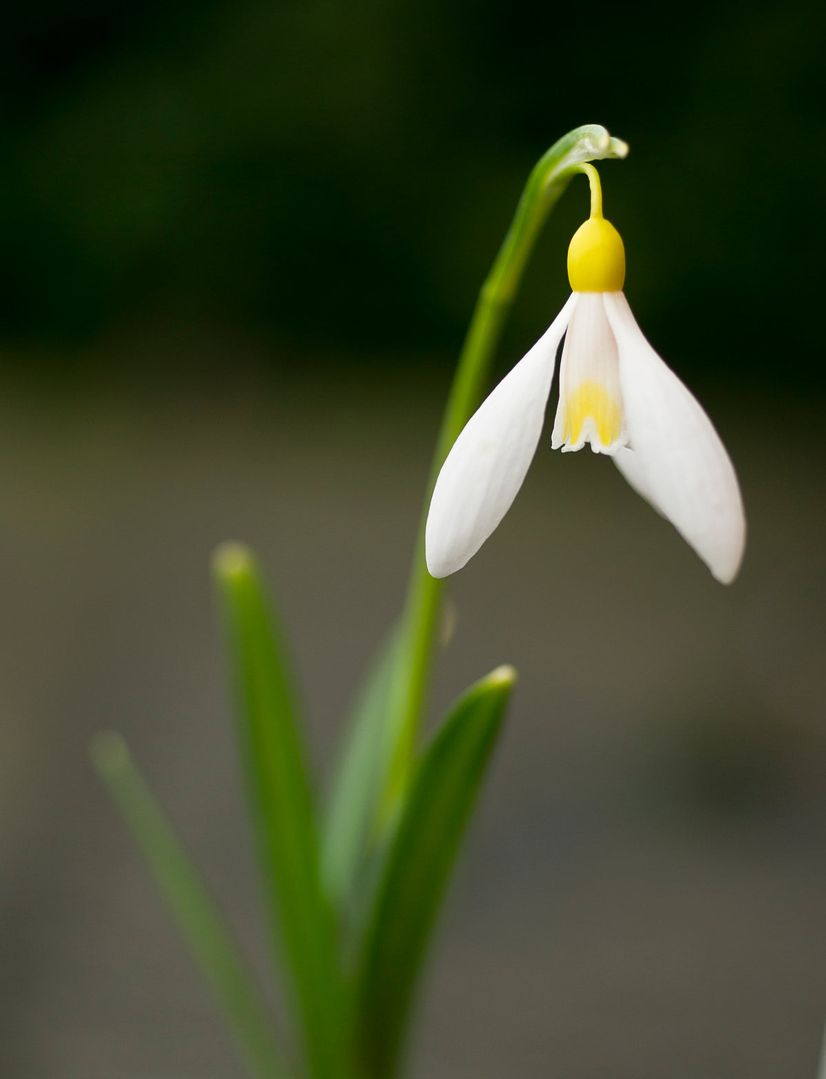 Galanthus plicatus 'Sarah Dumont' snowdrop – photo 2