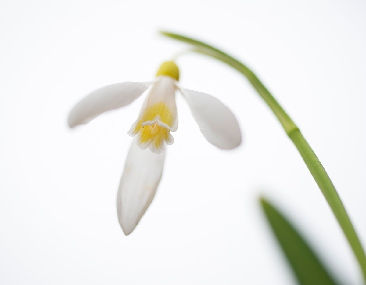 Galanthus plicatus 'Sarah Dumont' snowdrop – photo 3