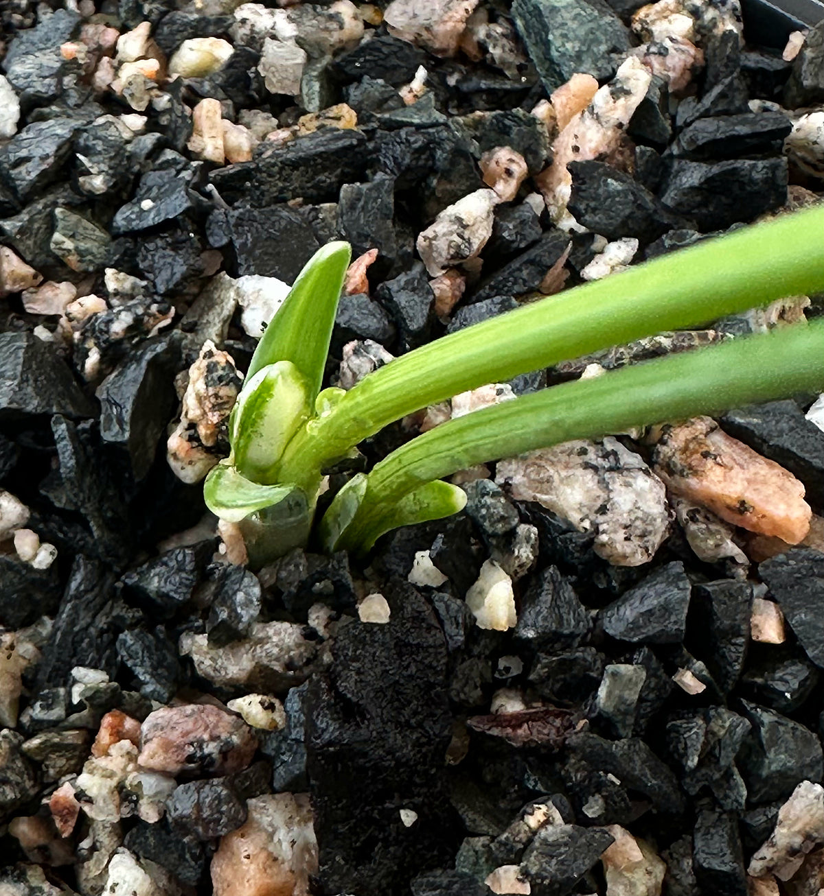 Galanthus bursanus 'Alpha Tutelar'