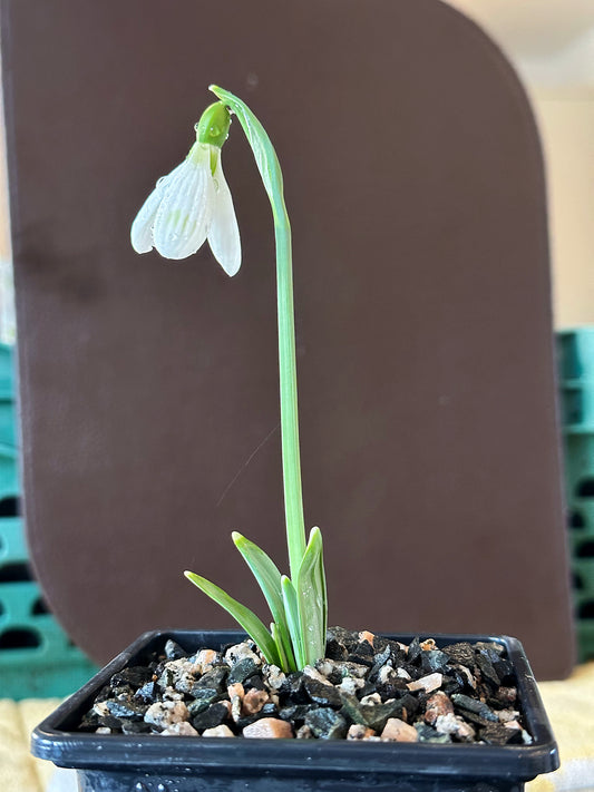 Galanthus bursanus (PPBA-B-17-2909)