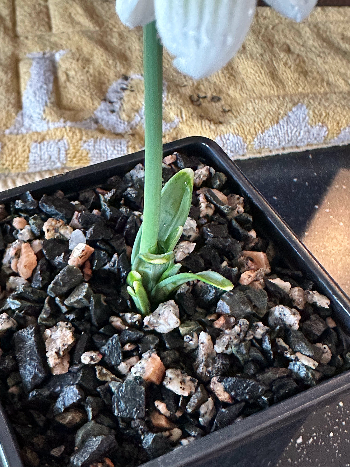 Galanthus bursanus (PPBA-B-17-2909)