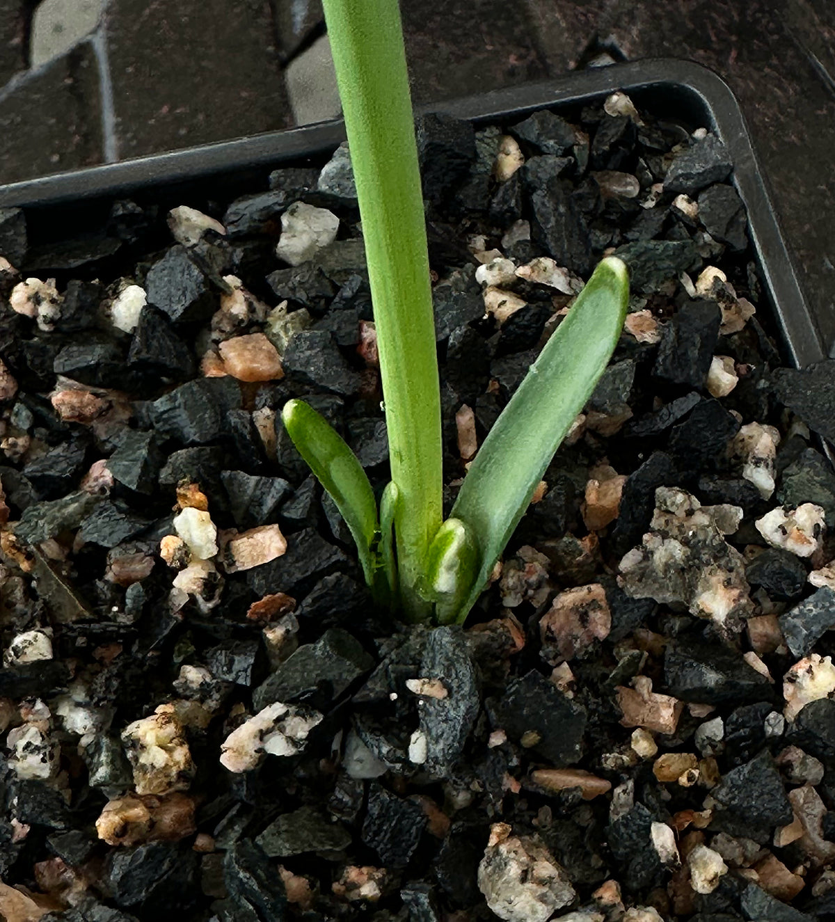 Galanthus bursanus (PPBA-B-17-8621)