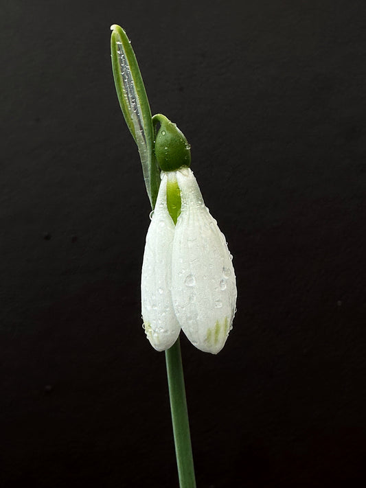 Galanthus bursanus (PPBA-SV-17-0774)