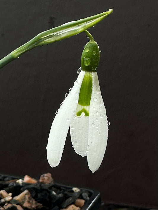 Galanthus bursanus (plain form)