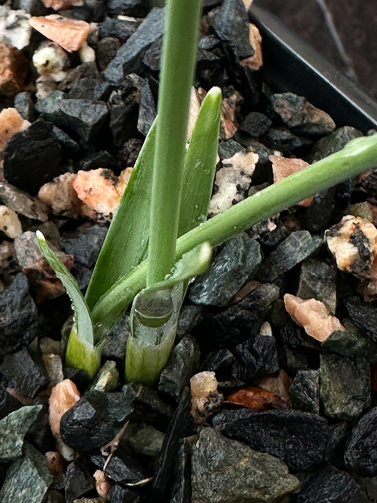 Galanthus bursanus (plain form)