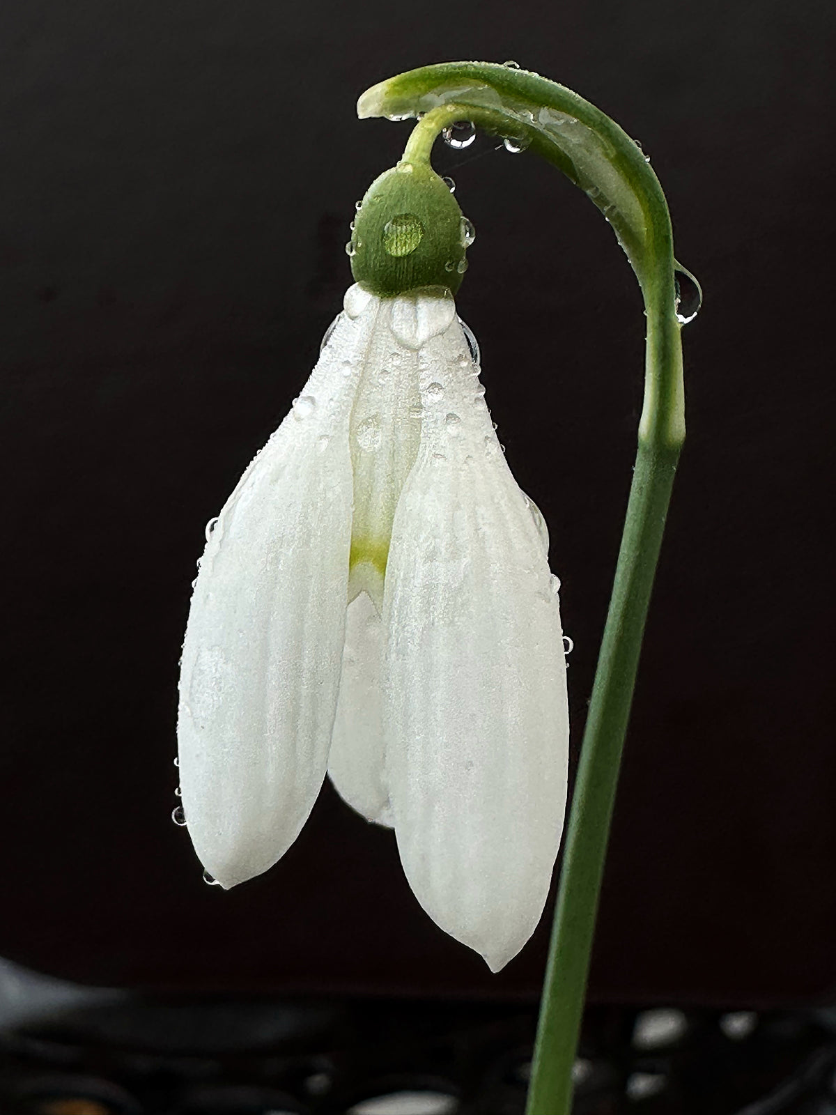 Galanthus reginae-olgae subsp. reginae-olgae