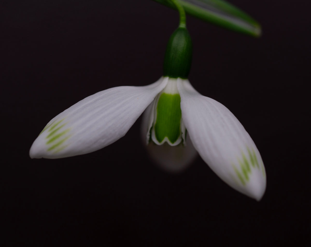 Galanthus elwesii 'Glenchantress' snowdrop – photo 2