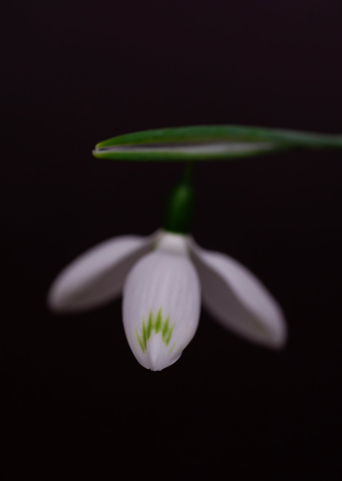 Galanthus elwesii 'Glenchantress' snowdrop – photo 3